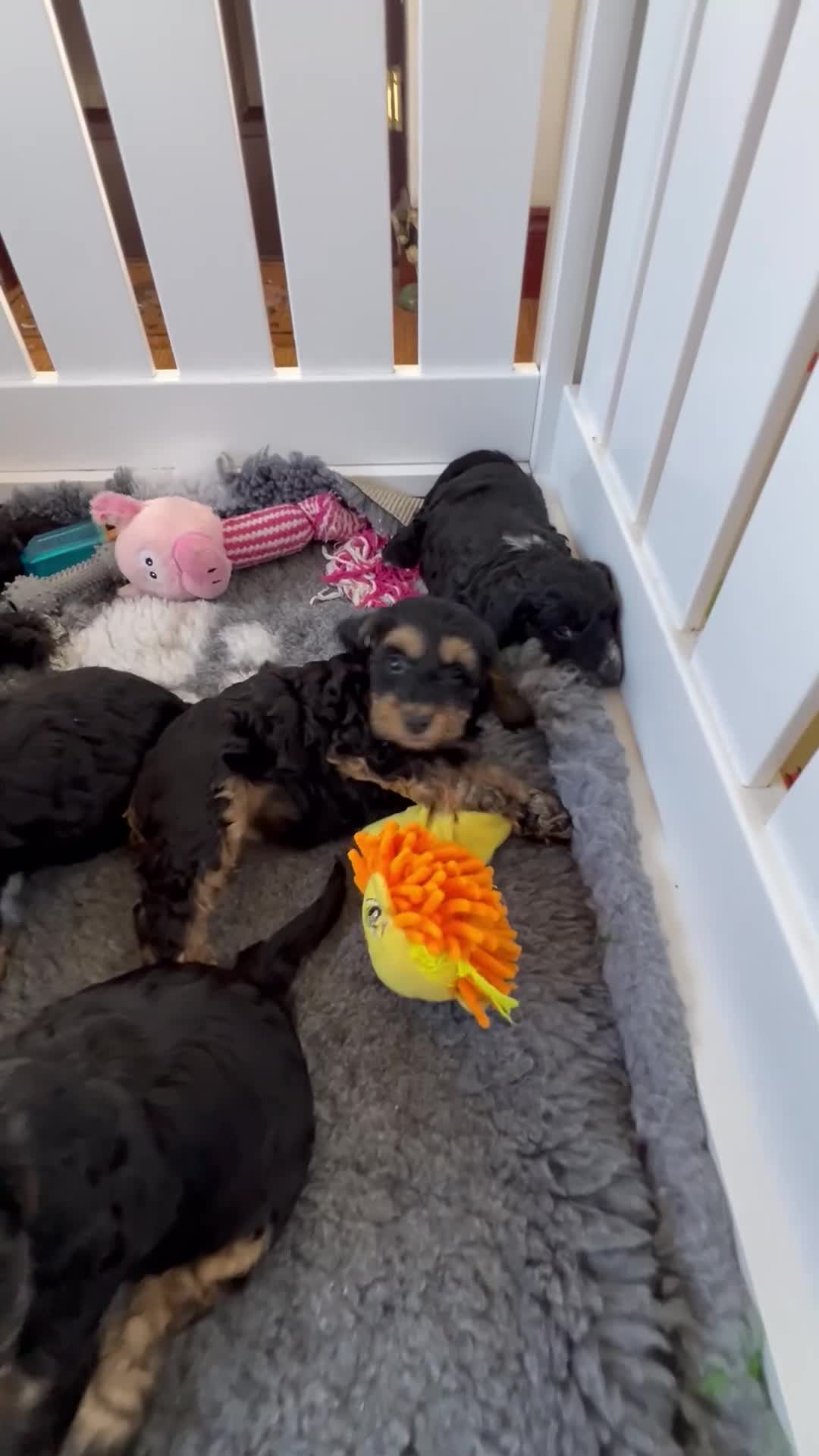 Cockapoo dogs for sale: Beautiful f1 Cockapoo puppies  - Video 2
