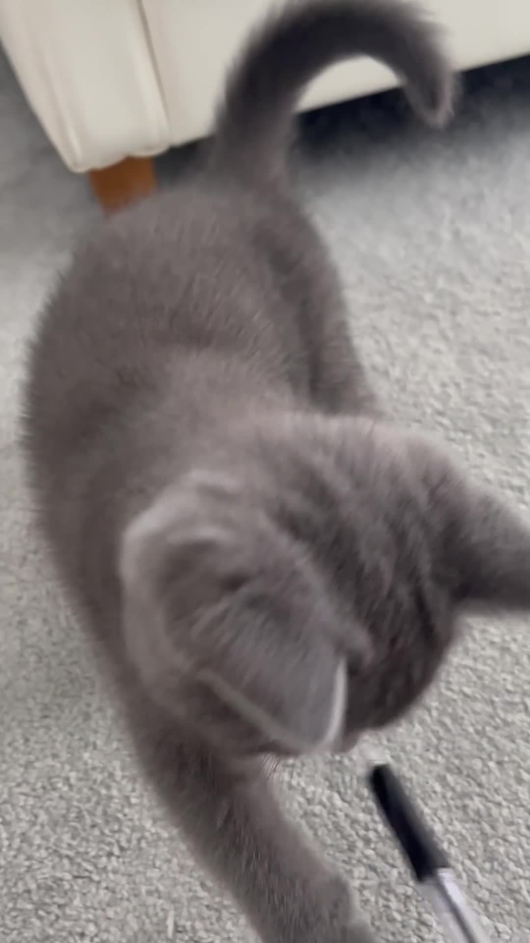British Shorthair cats for sale: ✨TWO ✨Gorgeous Boys left now - Video 2