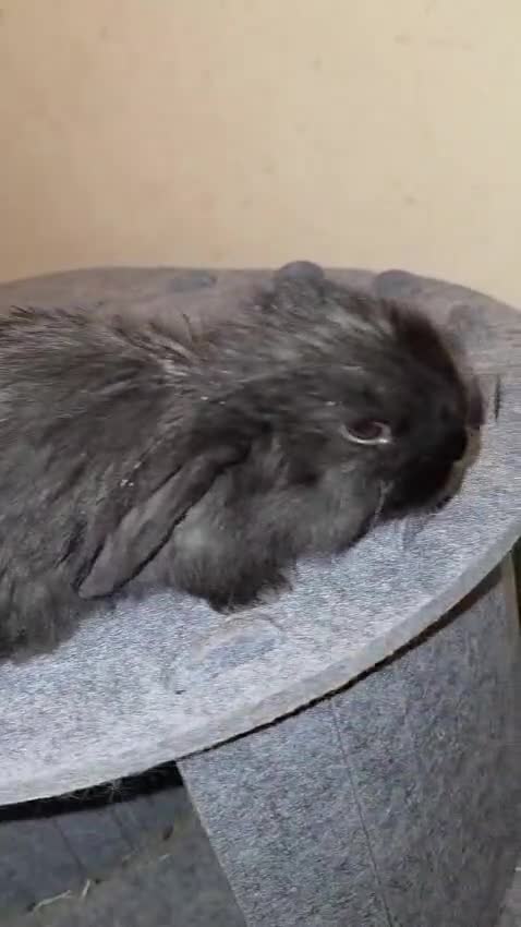 French Lop rabbits for sale: Giant French Lop in Crewkerne - Video 3