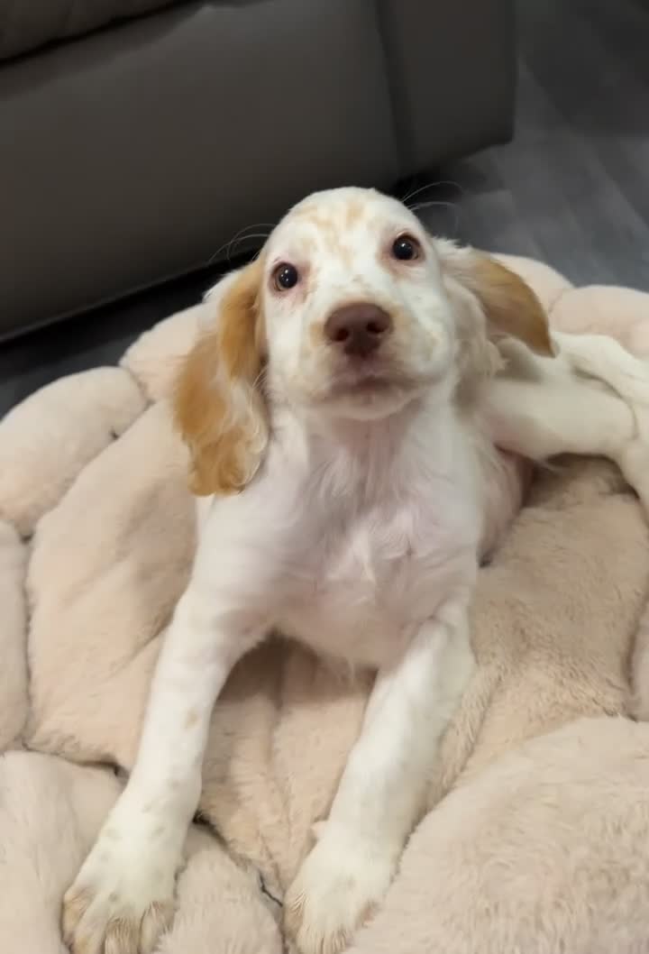 Cocker Spaniel dogs for sale: 1 girl🩷 1 boy💙puppy for sale  - Video 2