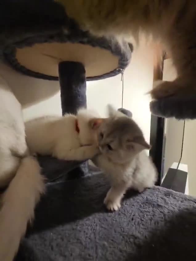 British Shorthair cats for sale: 5 Beautiful British Short hair kittens - Video 4