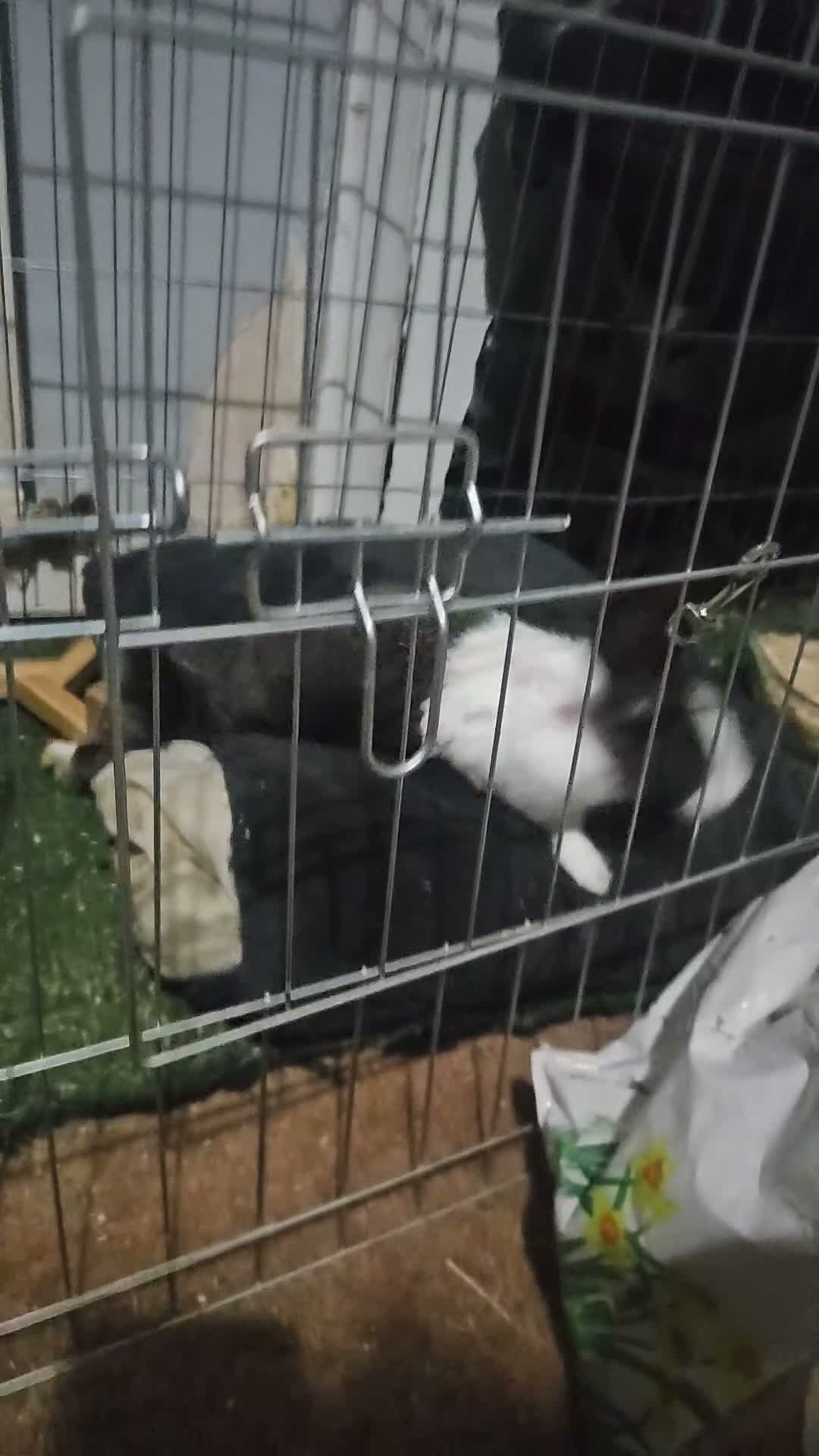Dutch rabbits for sale: MARZY - Video 1