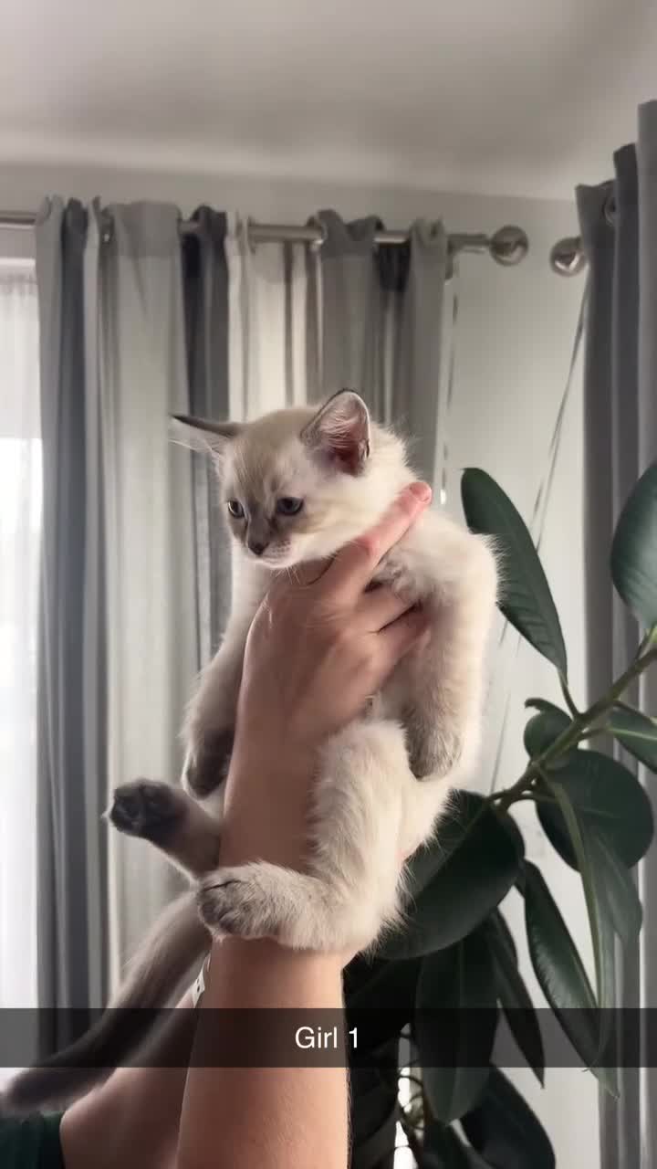 Ragdoll cats for sale: READY TO LEAVE fluffy Lynx and blue point Ragdoll - Video 3