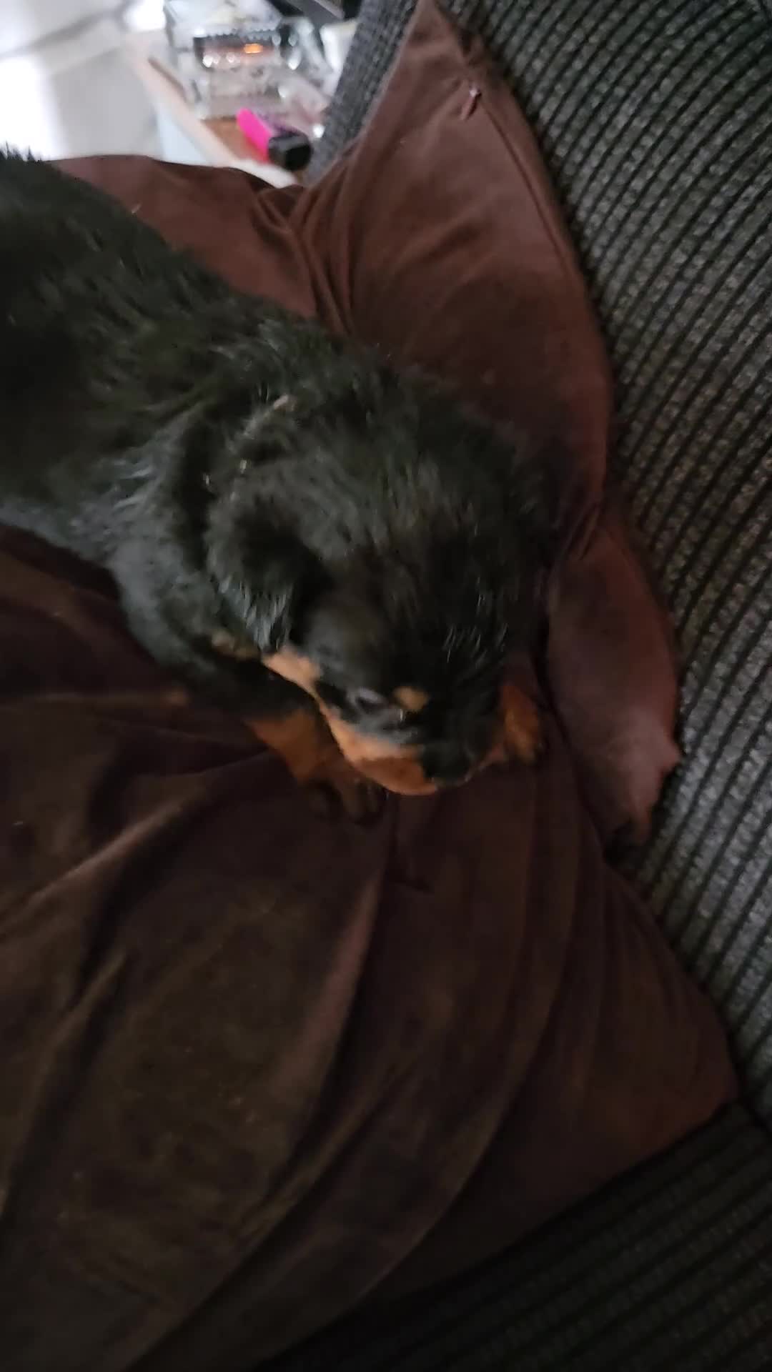 Rottweiler dogs for sale: Last male rottweiler pup need forever homes - Video 1