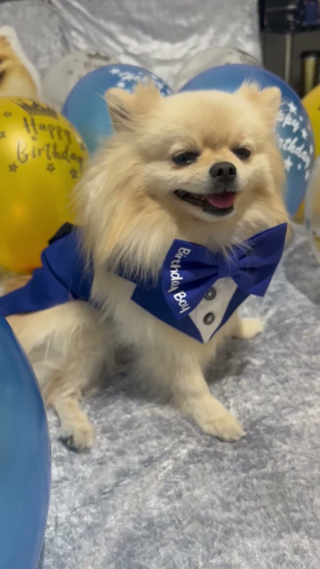 Pomeranian dogs for stud: A handsome Pomeranian male for stud 😍 in London - Video 2