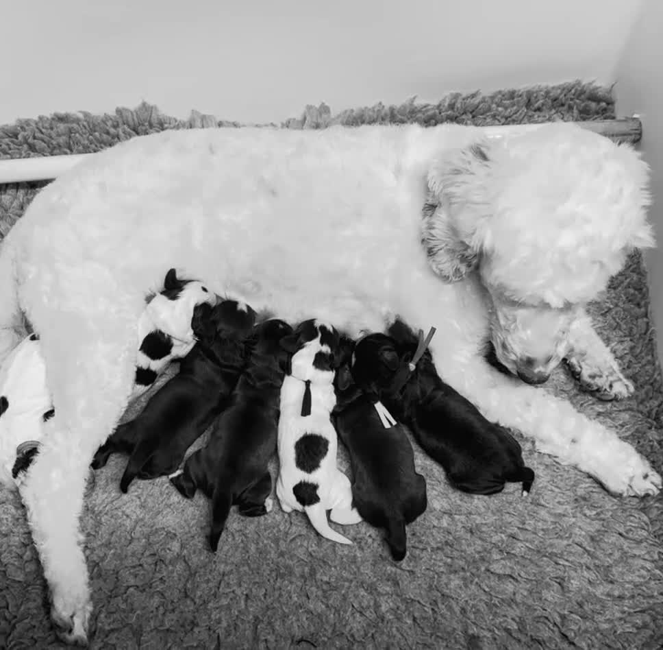 Mixed Breed dogs for sale: Miniature Mega Coat Schnockerpoo - Video 1