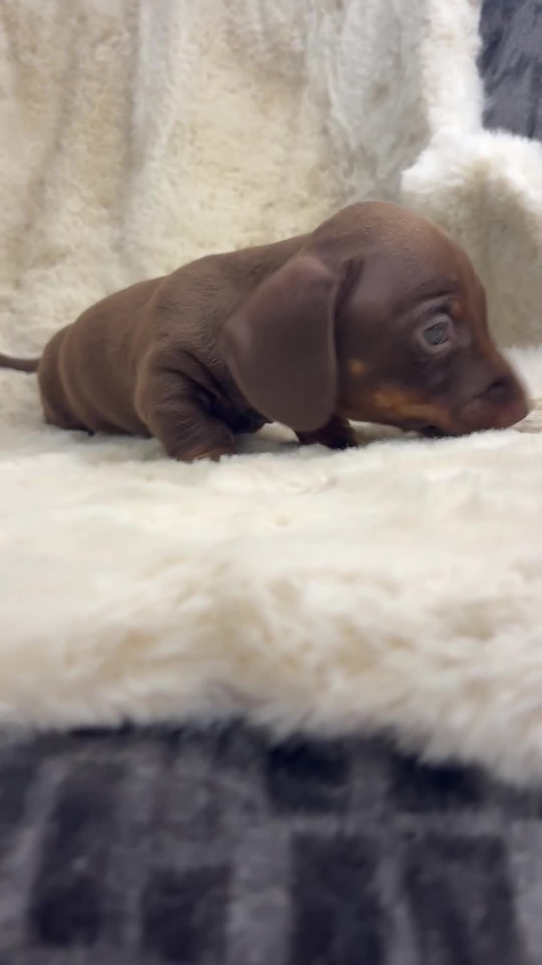 Miniature Dachshund dogs for sale: Beautiful dachshund puppies  - Video 1