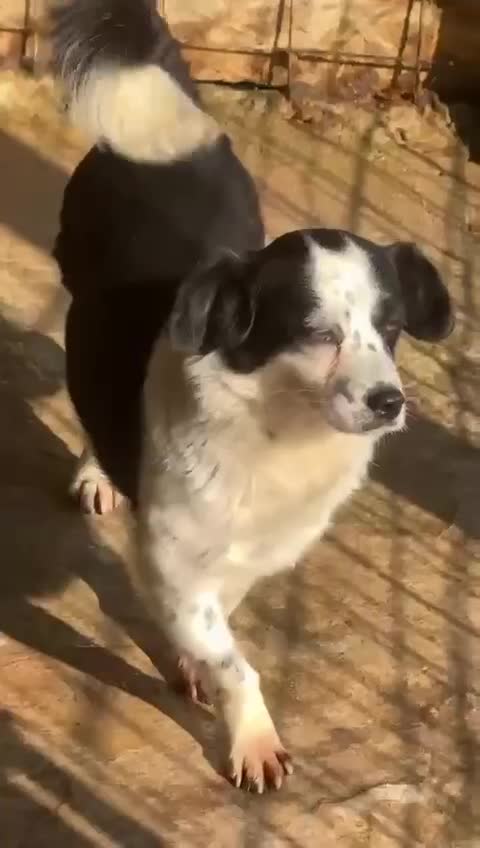 Mixed Breed dogs for adoption: 🐾🐾 SALLY🐾 SMALL AND SWEET GIRL READY FOR FAMILY - Video 1