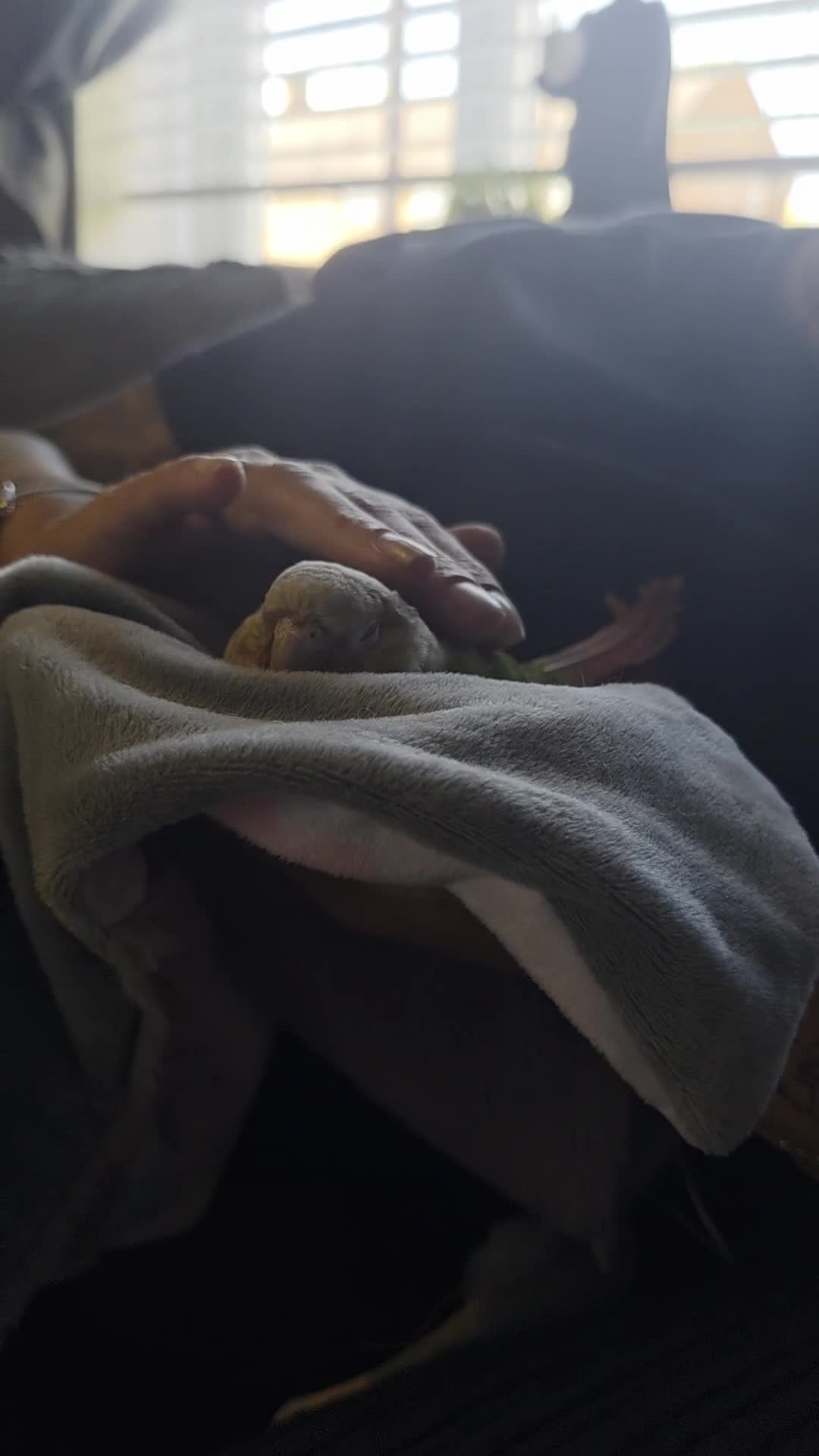 Conures birds for sale: Pineapple conures. Must go together. - Video 1