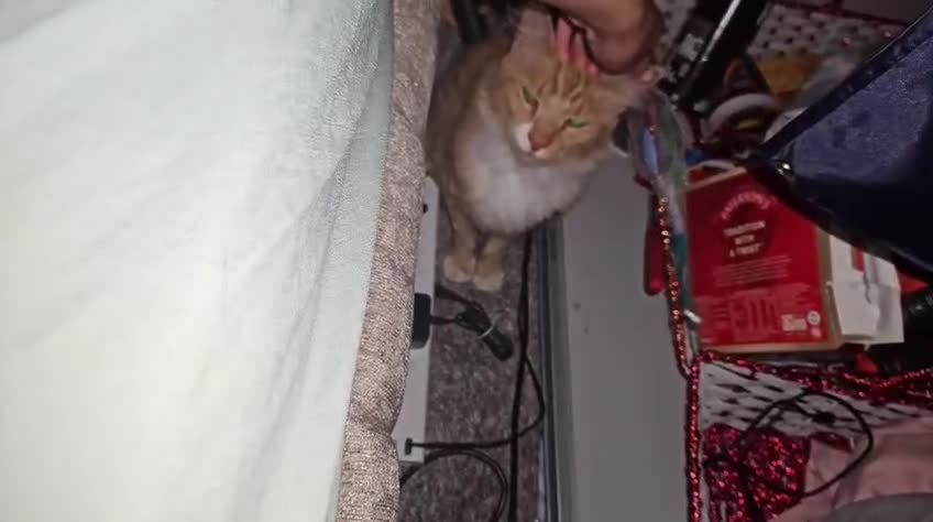 Mixed Breed cats for sale: Honey looking for a Home  - Video 1