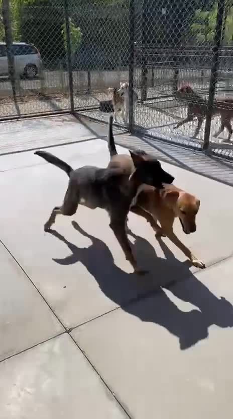 Mixed Breed dogs for adoption: Katie, 1.5 yrs approx. Available for adoption. - Video 2