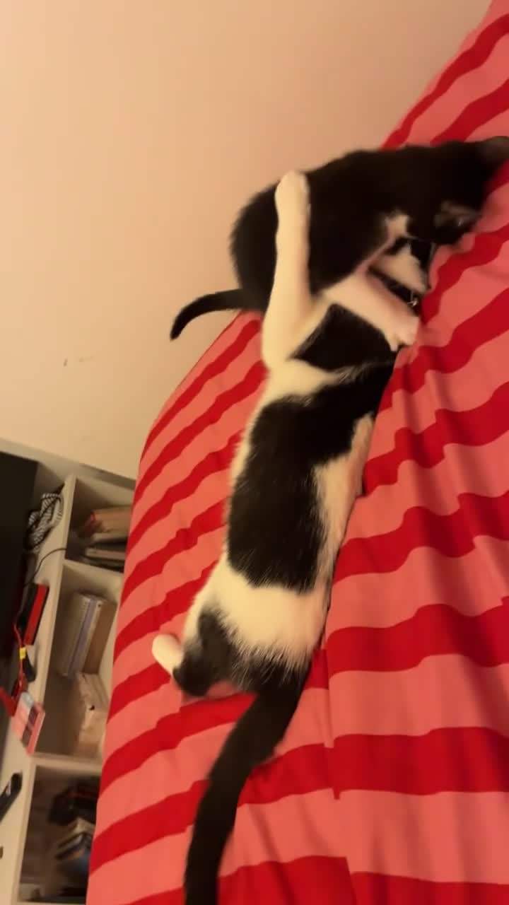 British Shorthair cats for sale: Luna  in Northwich - Video 2