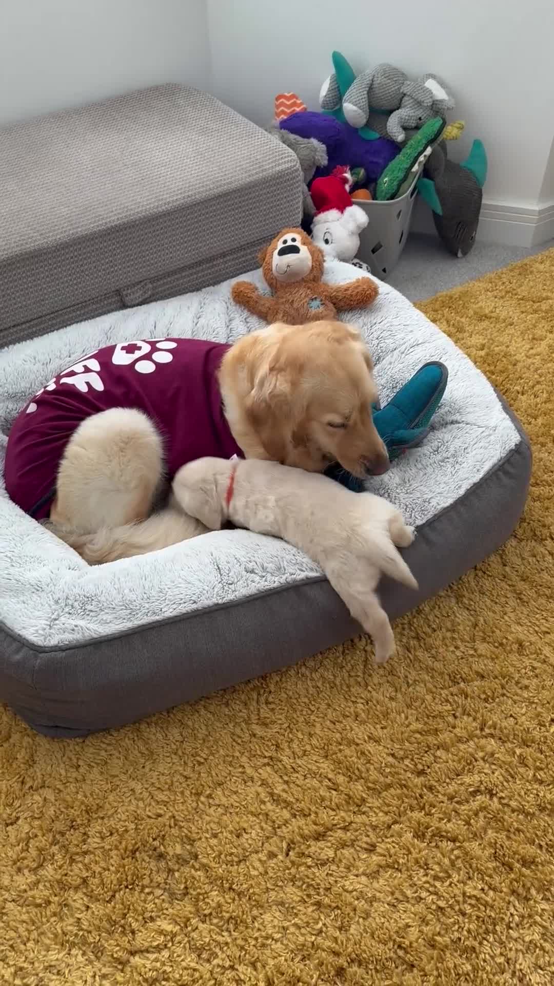 Golden Retriever dogs for sale: Golden Retriever Chunky Puppies for sale - Video 3