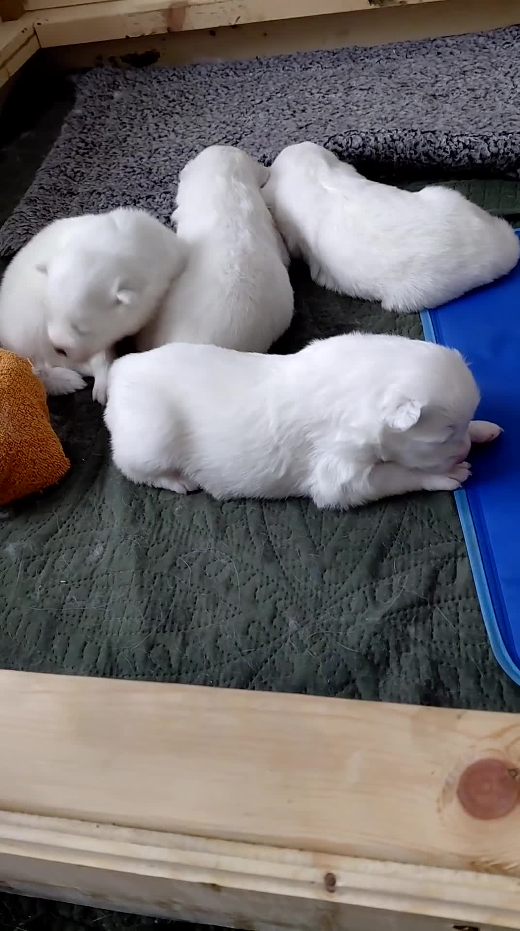 Samoyed dogs for sale: Fluffy Samoyed Puppies 🐾 - Video 1