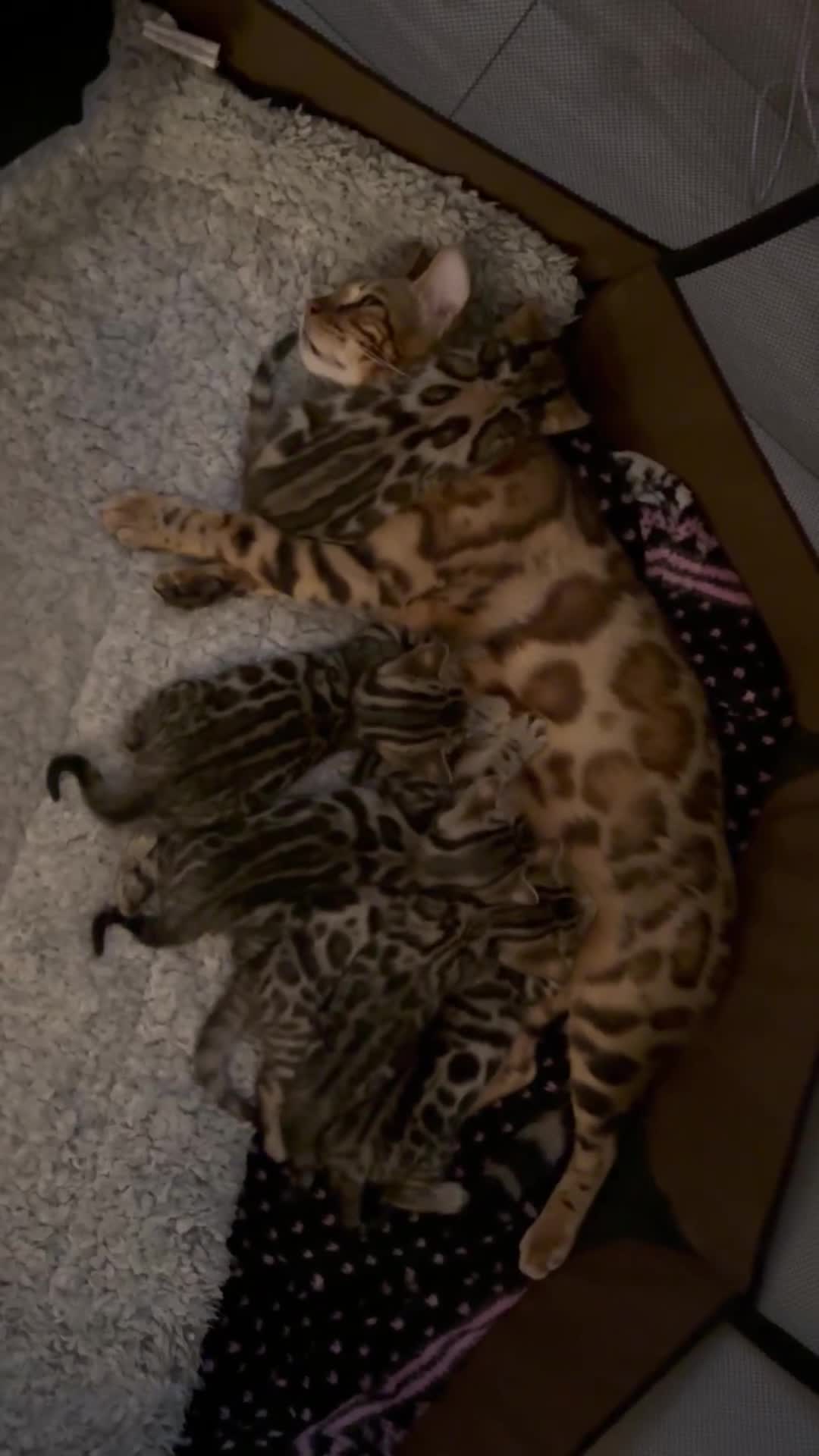 Bengal cats for sale: 🐾 Stunning Bengal Kittens for Loving Homes 🐆 - Video 1