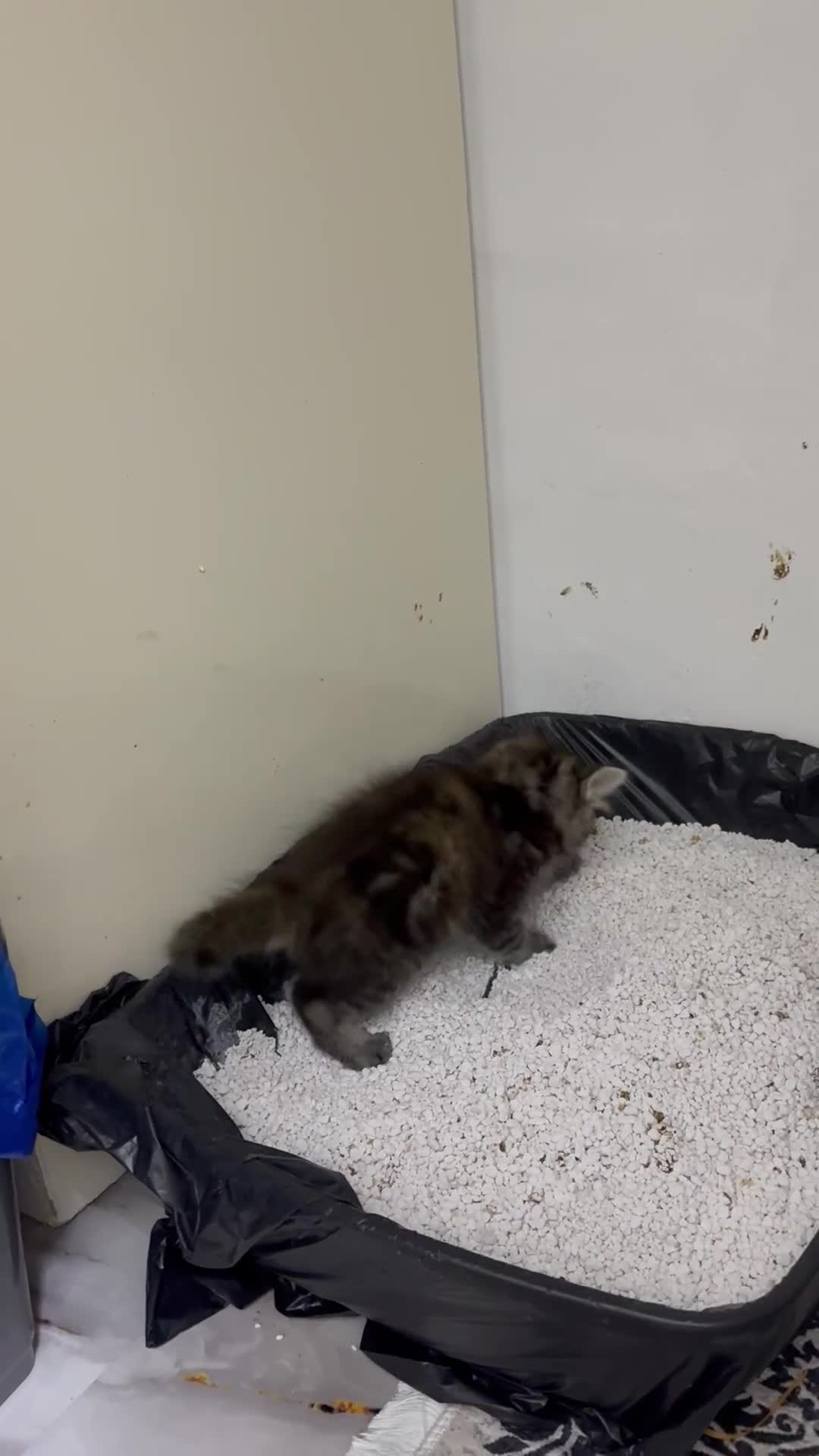 Mixed Breed cats for sale: Beautiful Ragdoll x Domestic Longhair Kittens - Video 3