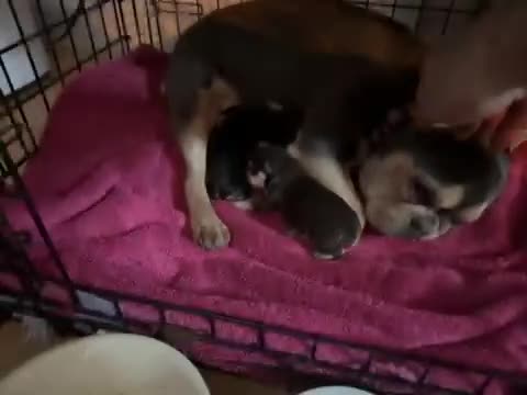 French Bulldog dogs for sale: Three French bulldog males  - Video 1