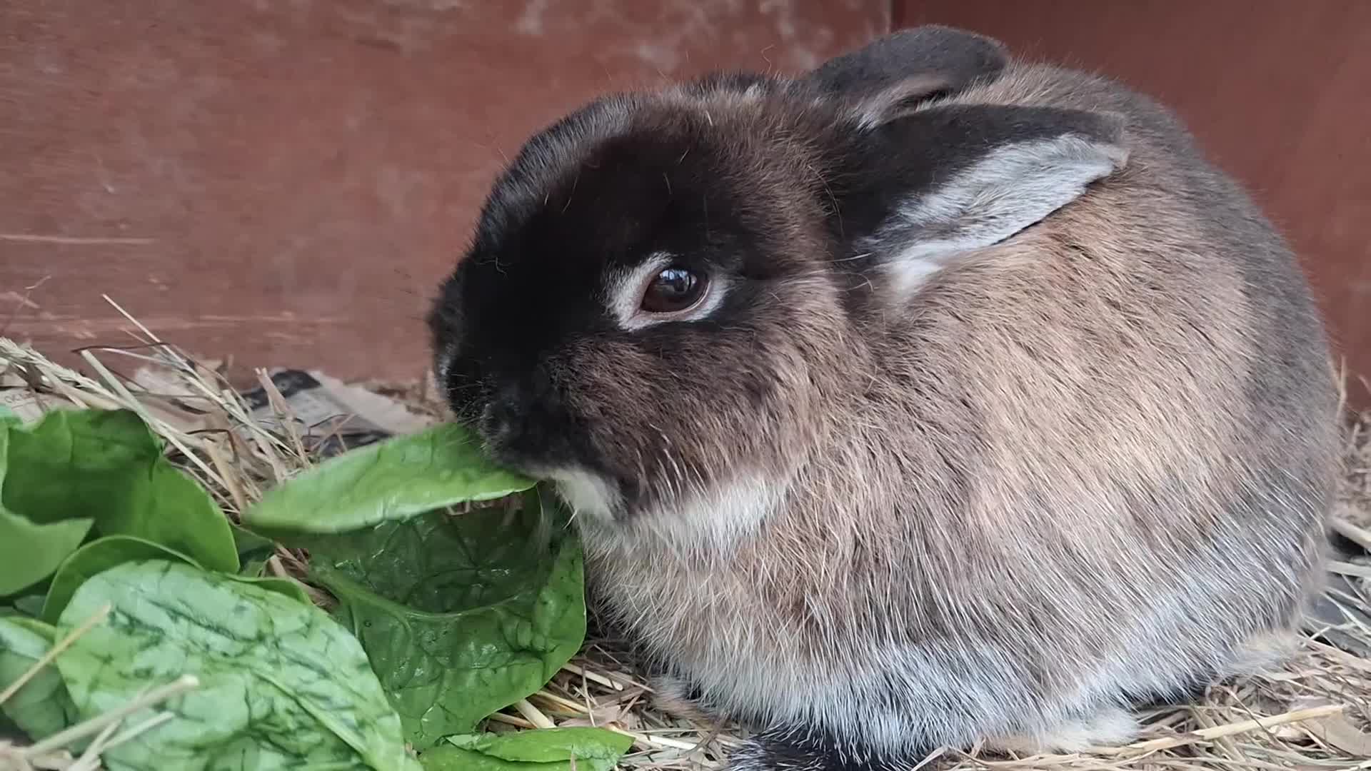Netherland Dwarf rabbits for sale: MALE NETHERLAND DWARF 1 YEAR OLD in Bristol - Video 1