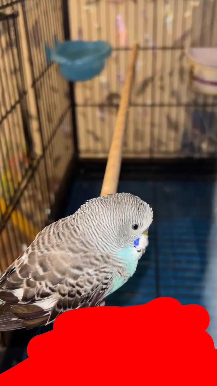 Budgerigars birds for sale: Blue baby budgie / male in Wednesbury - Video 1