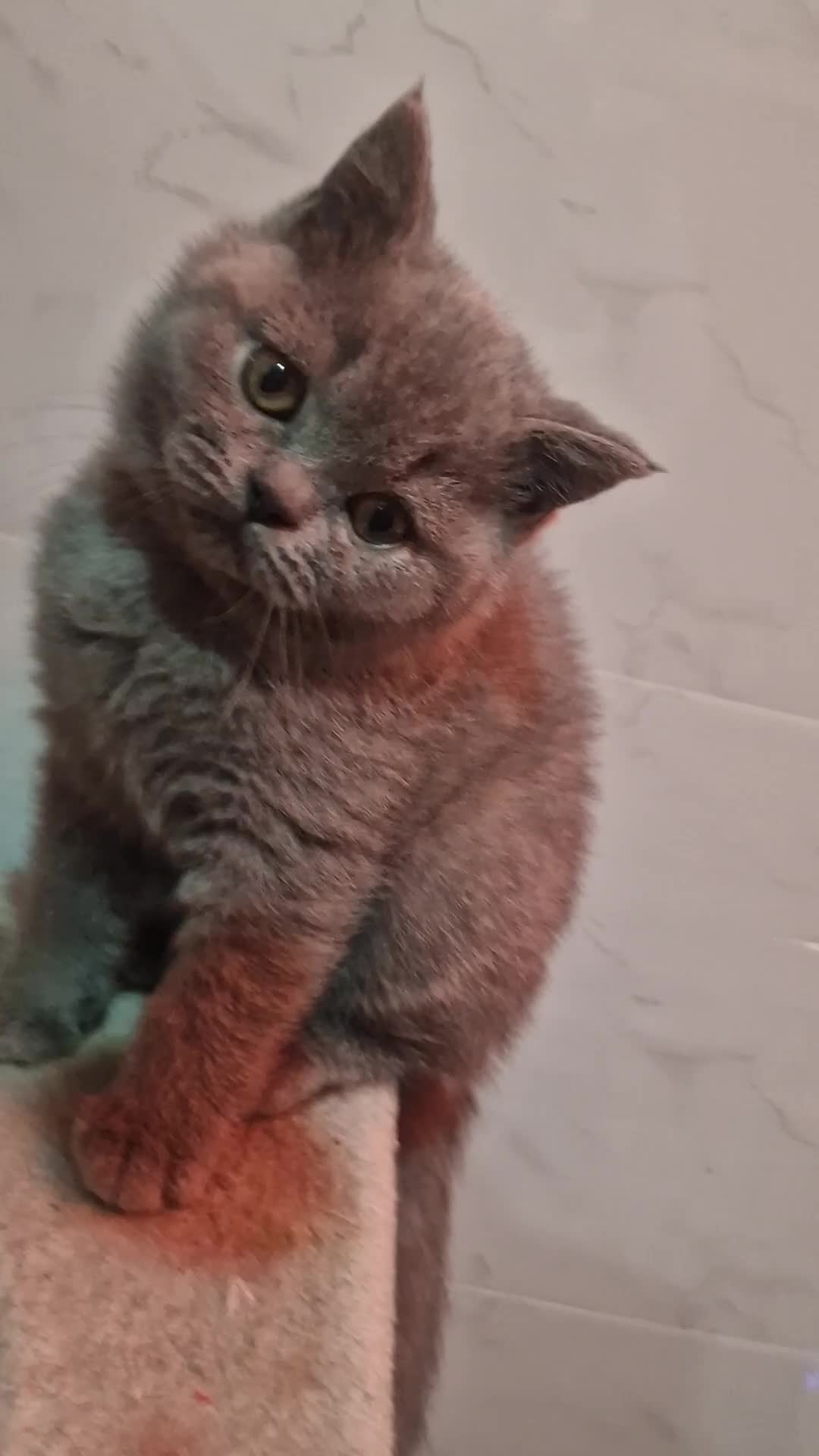 British Shorthair cats for sale: Champion Gccf chunky kittens  - Video 2
