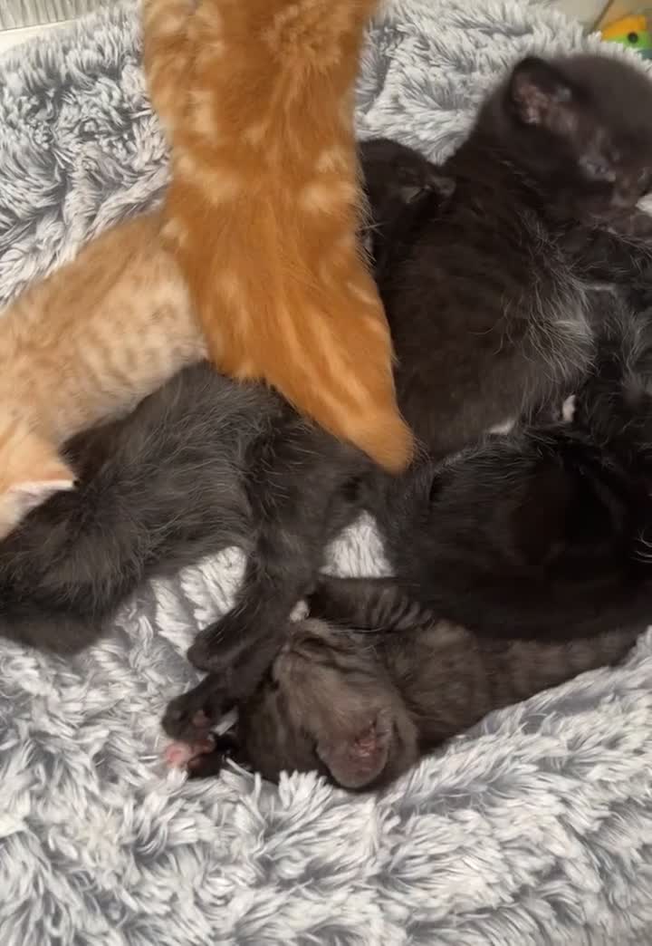 British Shorthair cats for sale: 6 kittens for sale 3 girls 3 boys  - Video 1