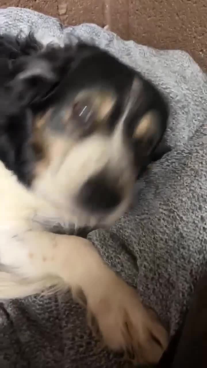 Mixed Breed dogs for adoption: JAZZ - Forever Foster  - Video 2