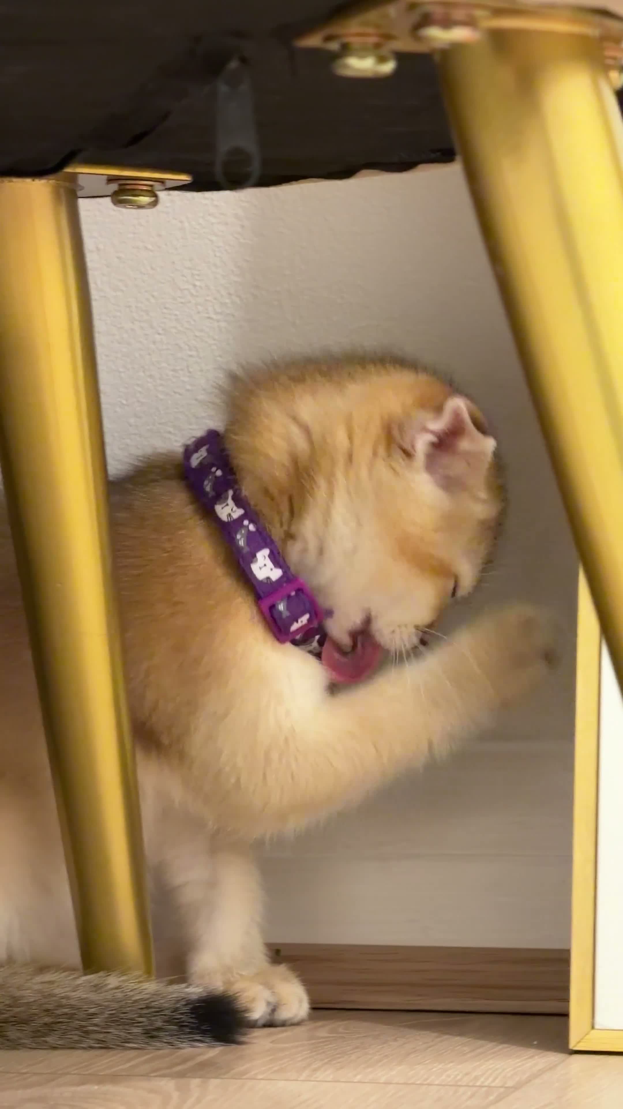 Scottish Fold cats for sale: Golden Scottish fold Kitten  - Video 1