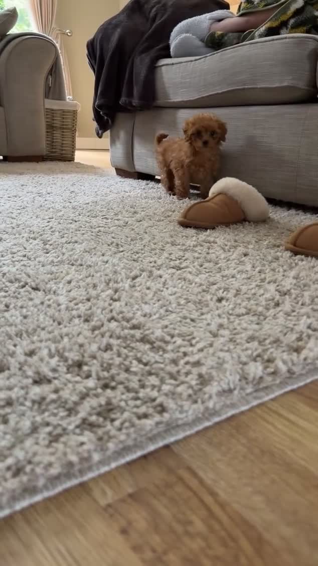 Cavapoo dogs for sale: Beautiful Cavapoo Puppy Looking for a Loving Home - Video 1