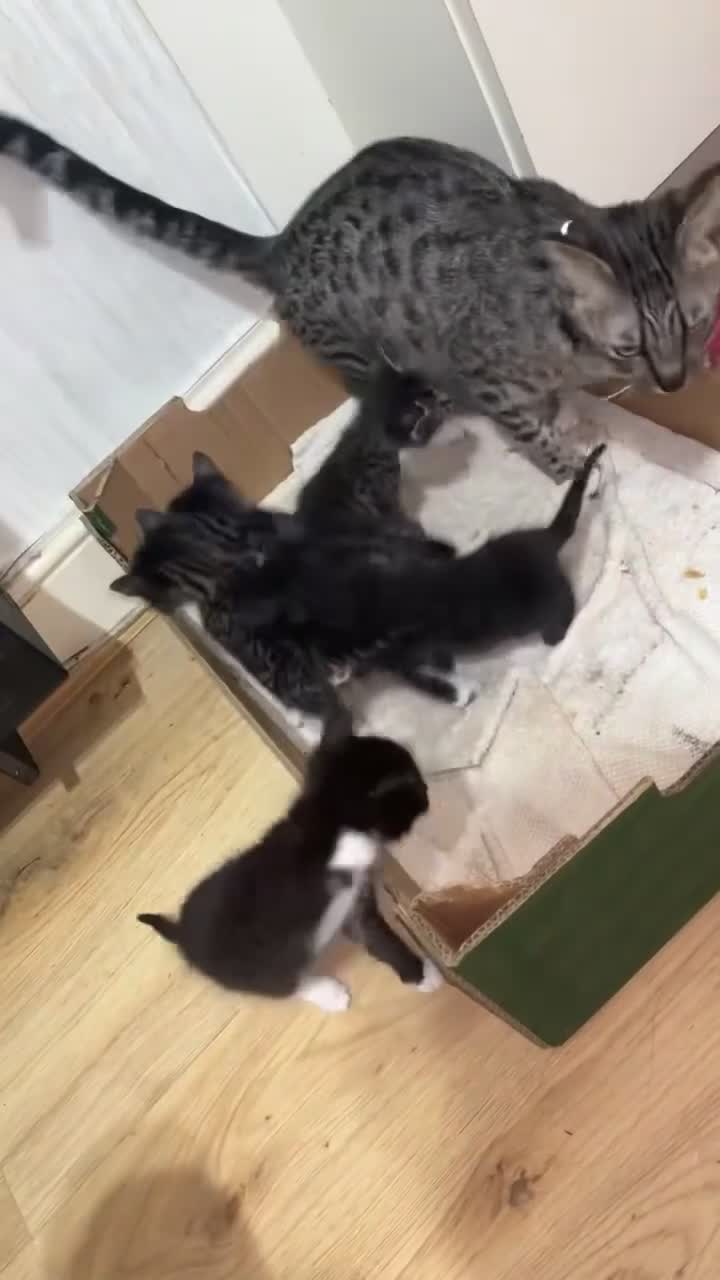 Bengal cats for sale: BENGAL X SAVANNAH  - Video 1