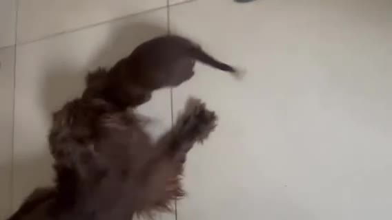 Cocker Spaniel dogs for sale: Most gorgeous Chocolate Working Cocker Spaniels - Video 2