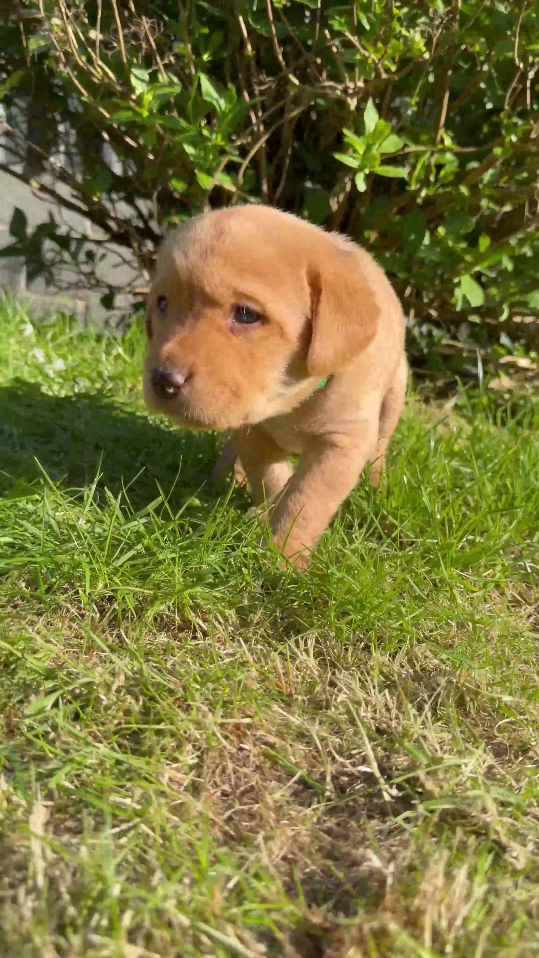 Labrador Retriever dogs for sale: Fox Red Cross Golden Labrador Puppies  in Cardigan - Video 3