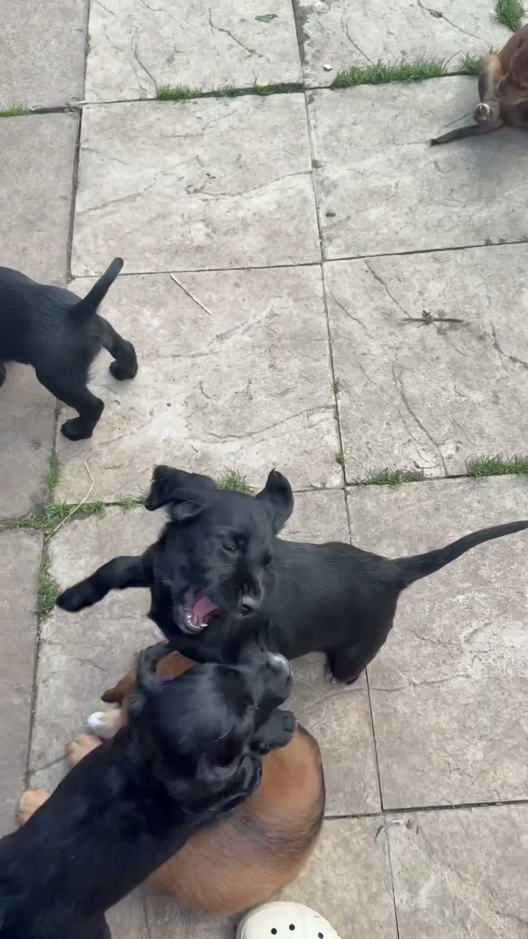 Mixed Breed dogs for sale: 3 quarter Spaniel 1 quarter lurcher pups  in Berwick-upon-Tweed - Video 1
