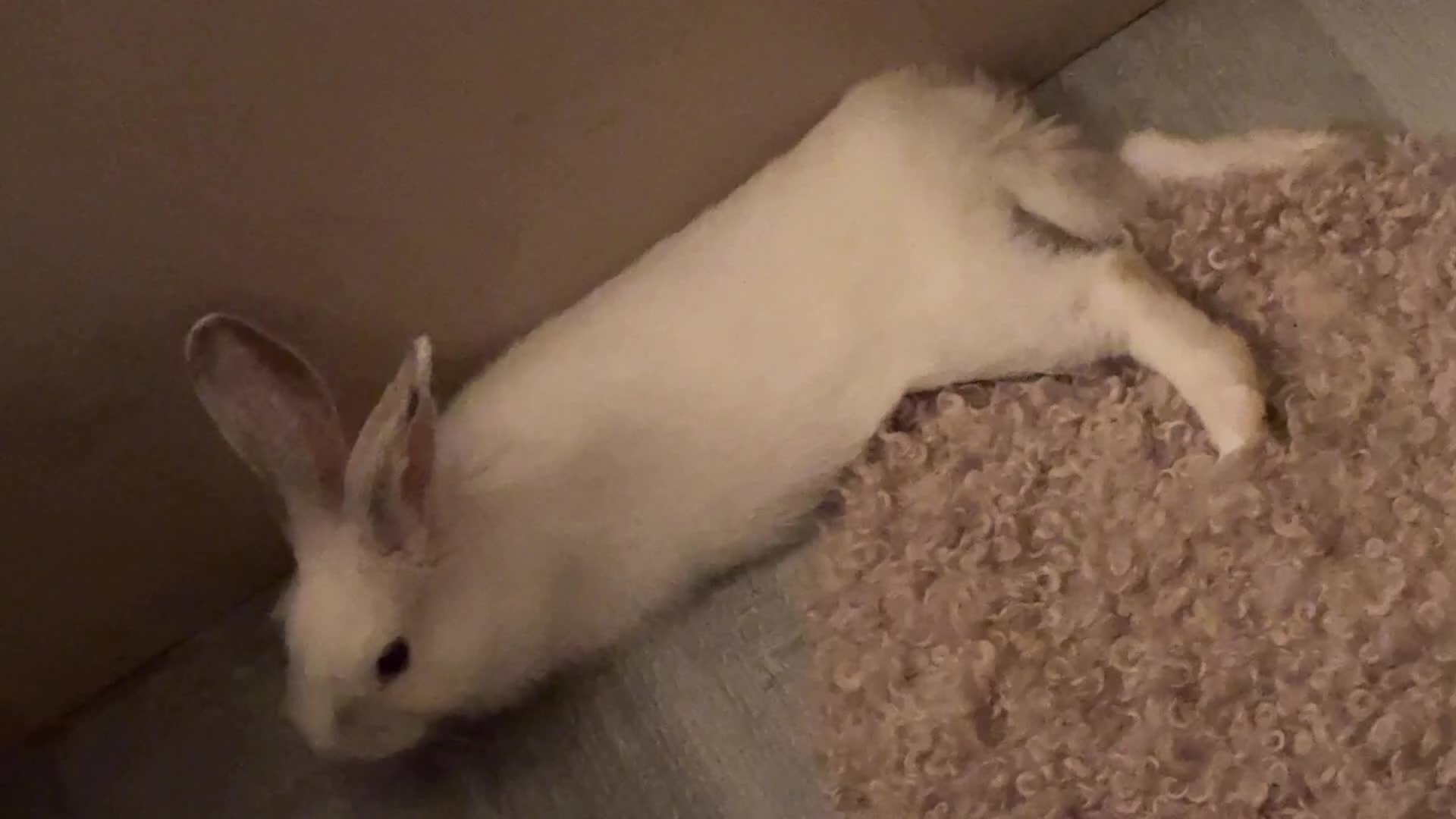 Mixed Breed rabbits for sale: Bonded Pair of 6-Month-Old Rabbits in Croydon - Video 1