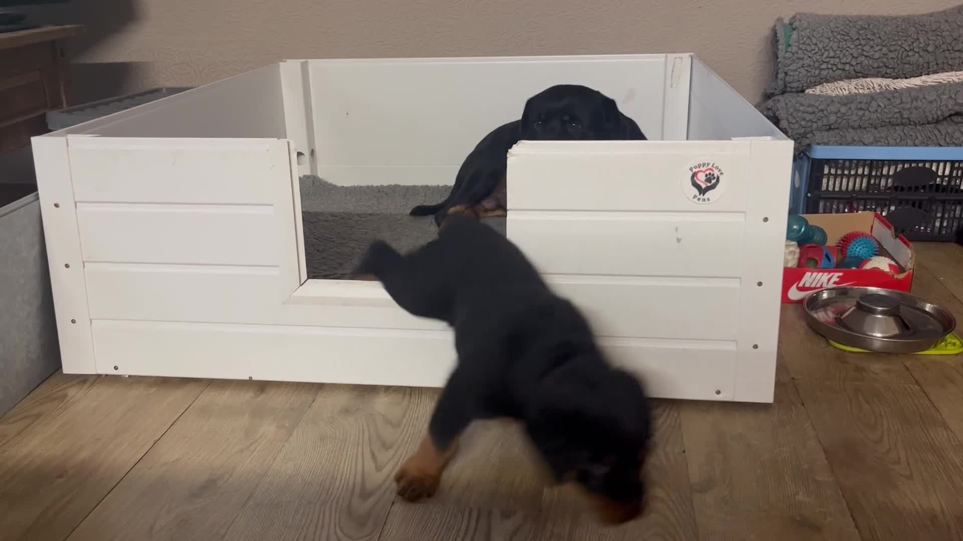 Rottweiler dogs for sale: £1200 Rottwieler pups kcreg.1 girl left. Ready now - Video 2