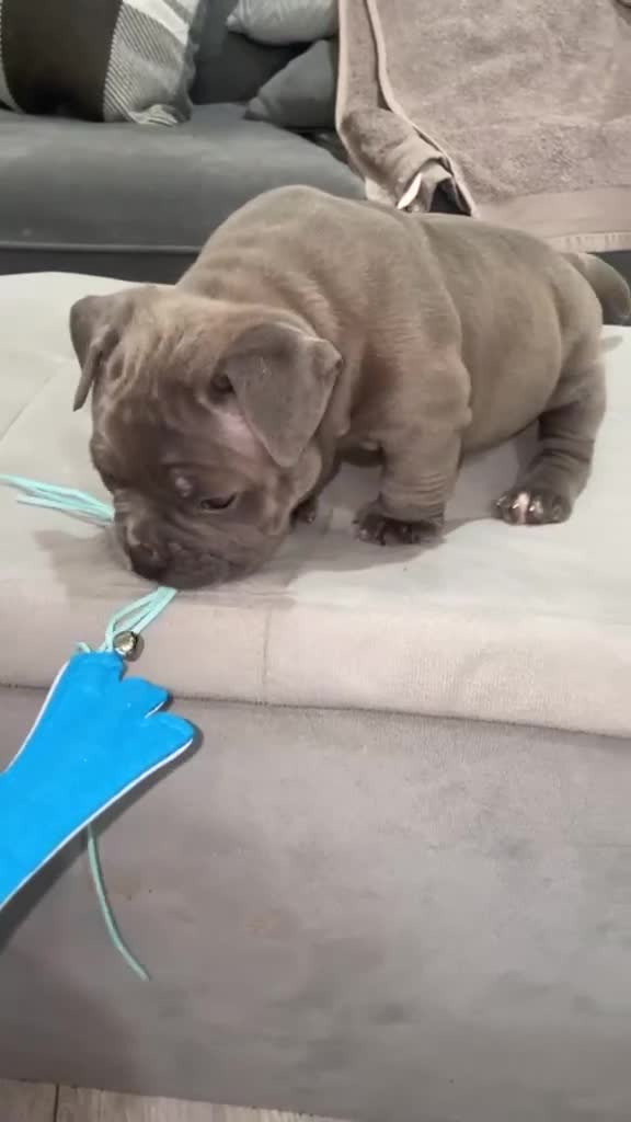 American Bully dogs for sale: American pocket bully puppies  - Video 4