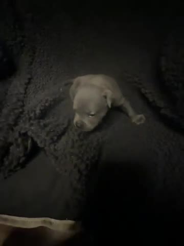 Staffordshire Bull Terrier dogs for sale: Pedigree Staffordshire bull terrier pups  - Video 2