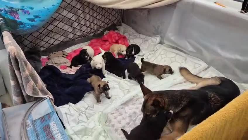 Shepsky dogs for sale: STUNNING SHEPSKY PUPPIES! - Video 1