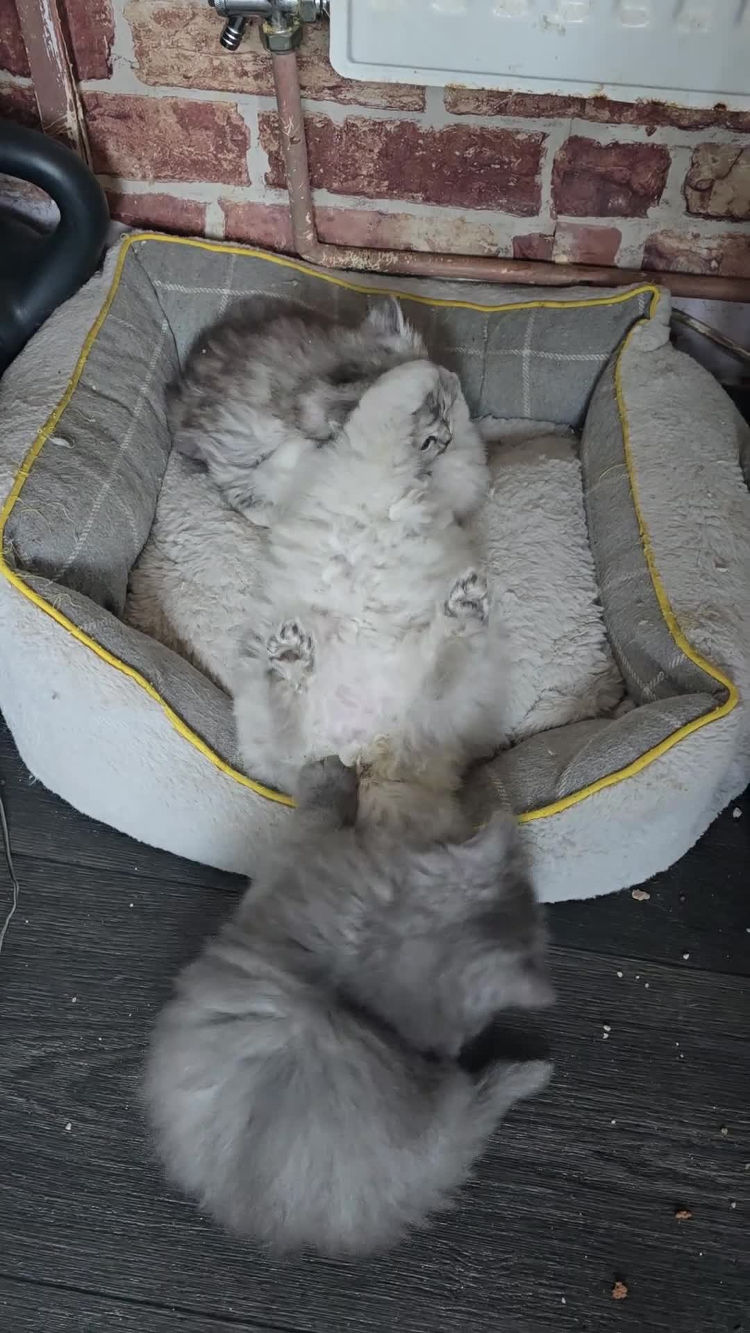 Ragdoll cats for sale: Adorable Ragdoll Kittens–Super Cuddly teddy bears - Video 1