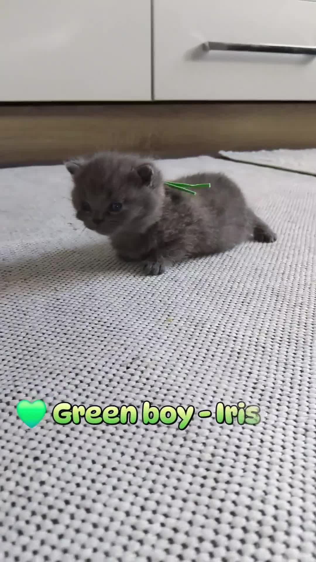 British Shorthair cats for sale: British shorthair x Russian Blue  - Video 3