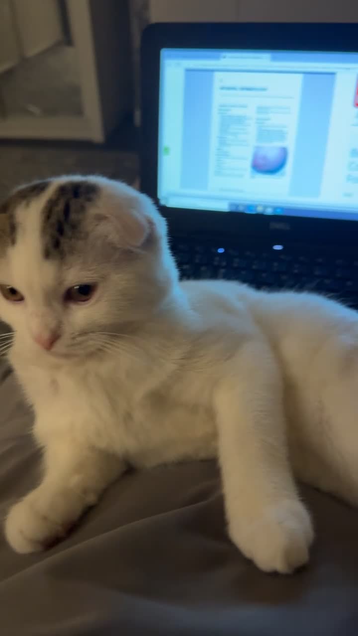 Scottish Fold cats for sale: Beautiful White Scottish FoldCat Friendly & Loving - Video 3