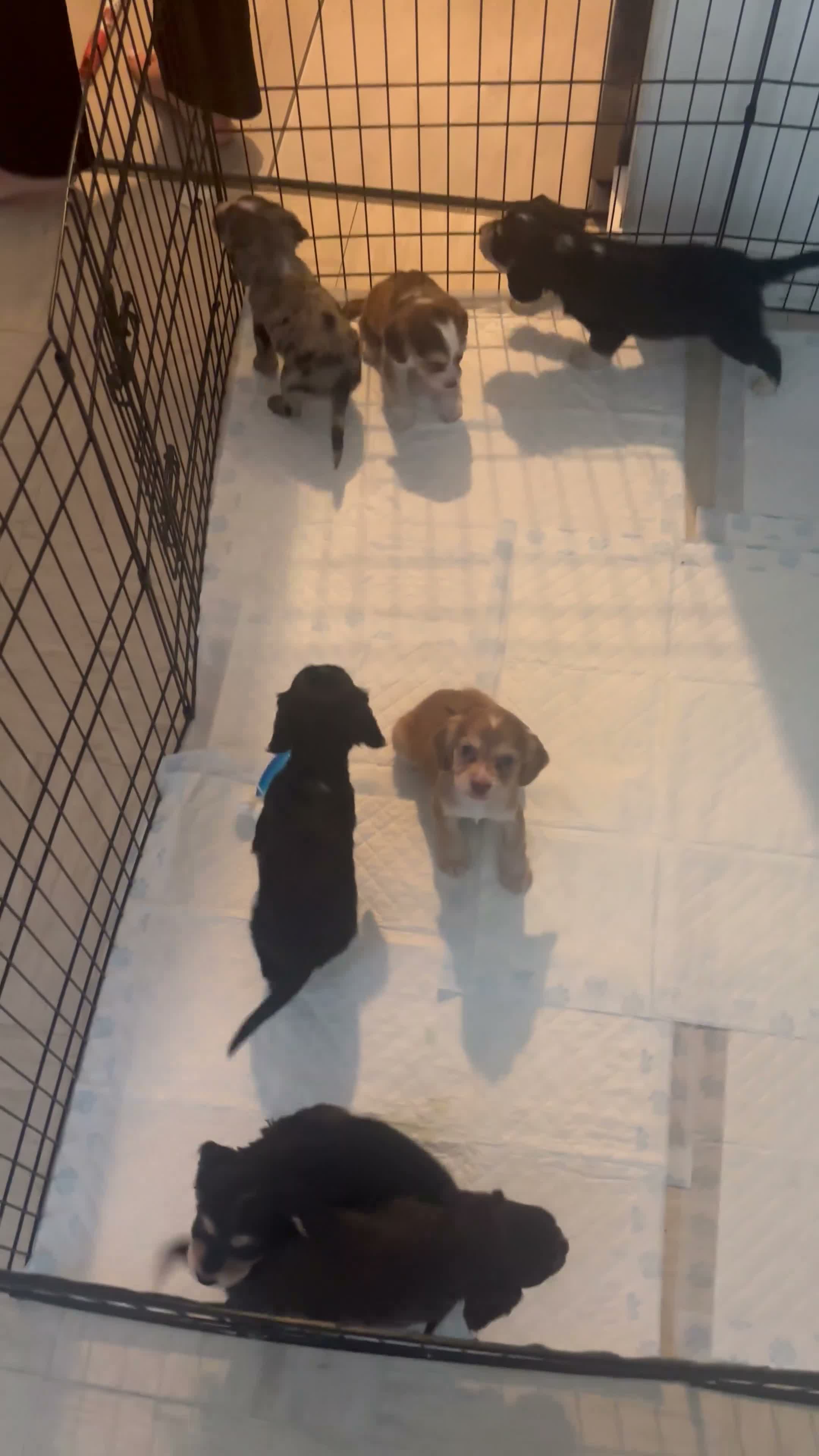 Cocker Spaniel dogs for sale: 🌈 🌈Beautiful rainbow litter cocker spaniels 🌈  in Maidstone - Video 1