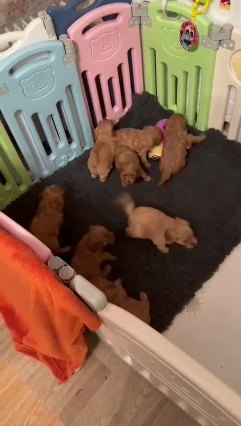 Cavapoo dogs for sale:  Cavapoo F1 Red Boys , Visits start this weekend  - Video 1