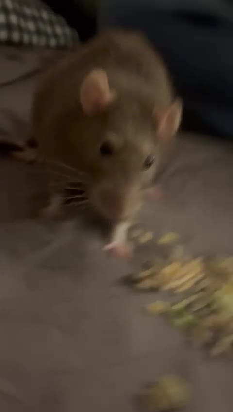 Rat rodents for sale: 4 males rats for sale  - Video 1