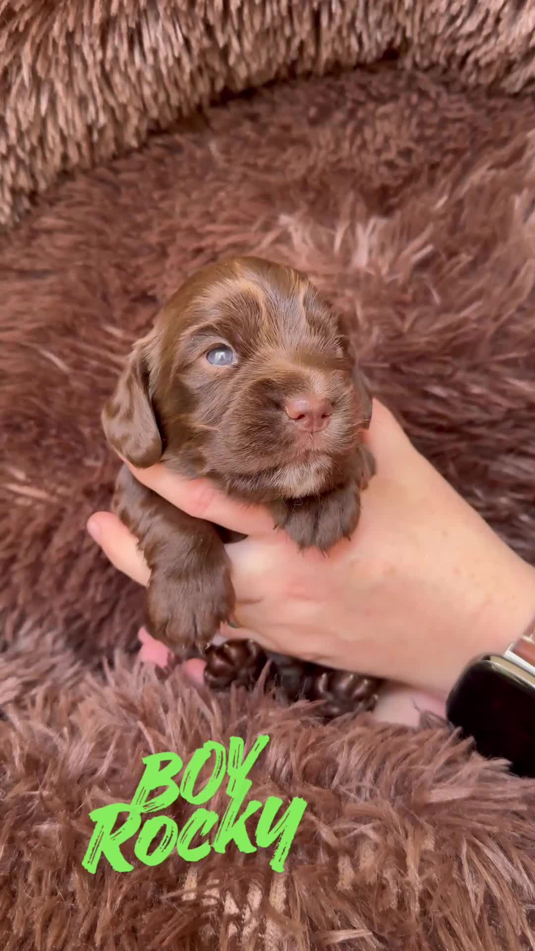Cocker Spaniel dogs for sale:  Cocker Spaniel Puppies – KC Registered - Video 3