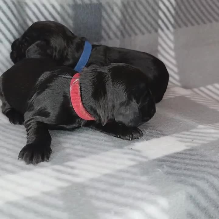 Cocker Spaniel dogs for sale: Show x Working Cocker Spaniels, HEALTH tested - Video 2