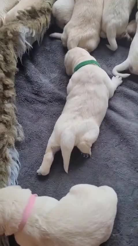 Golden Retriever dogs for sale: Golden Retriever Pups – First Class Homes Wanted - Video 2