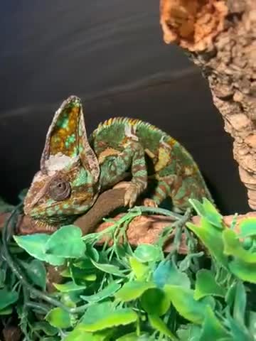 Chameleon reptiles for sale: Forsale  in Caerphilly - Video 1