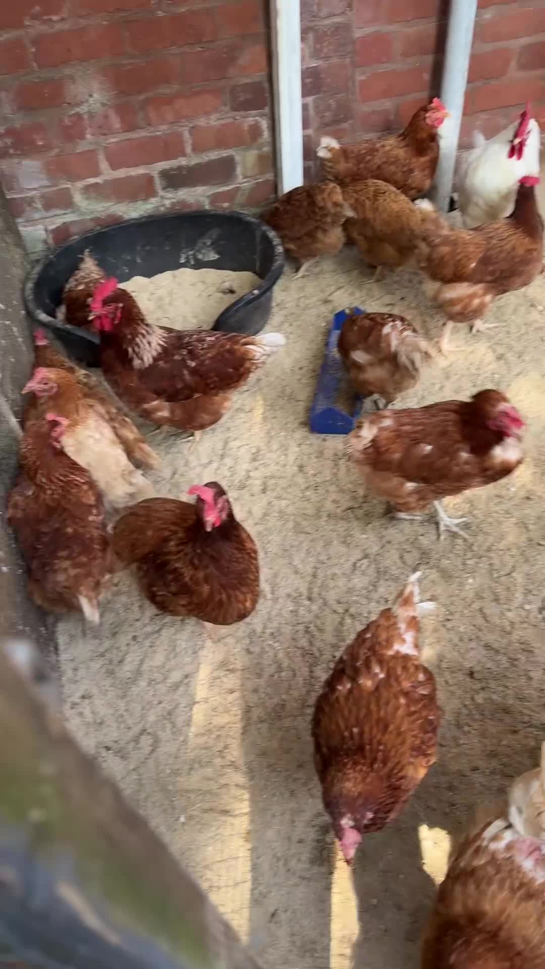 Chickens poultry for sale: Week old Warren chicks  - Video 2