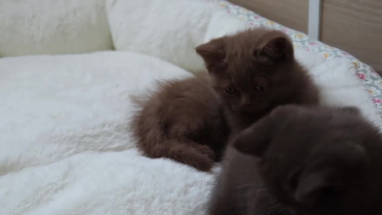 British Shorthair cats for sale: Chocolate Champion bloodline BSH - Video 4