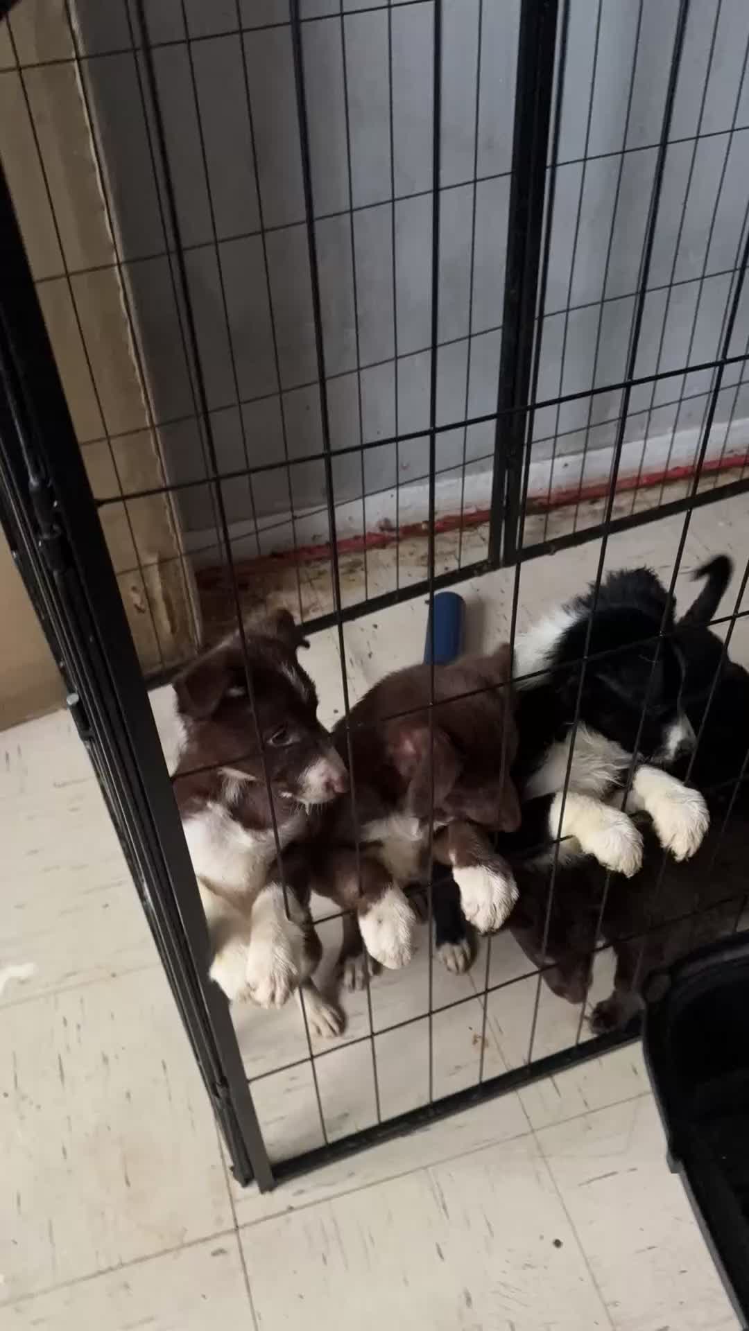 Border Collie dogs for sale: Puppies in Southwell - Video 1